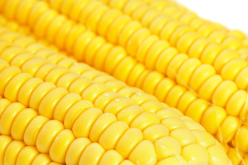 Corn
