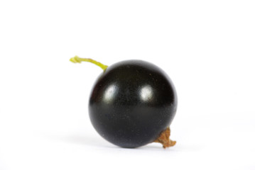black currant