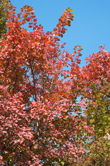 Red tree foliage in autumn city park.