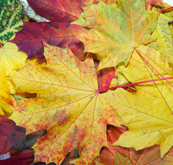 Colorful autumn maple leaf background