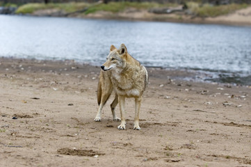 Coyote on river bank in Northern Minnesota