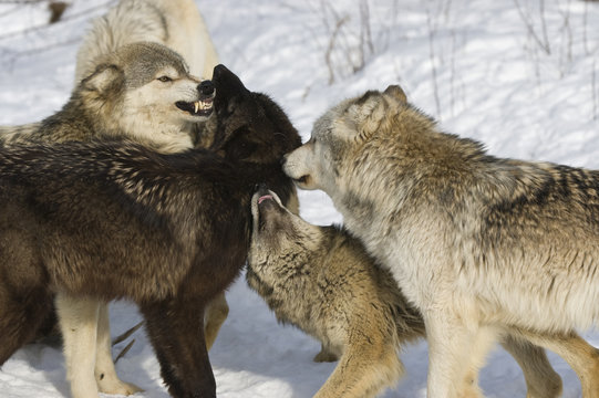 Timber wolf pack aggression. Northern Minnesota