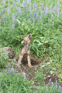 Gray Wolf Cub Howling For Mom At His Colorado Den