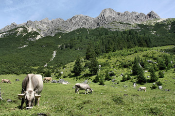 Fototapeta premium Cows in alpine landscape of Tirol, Austria, Europe