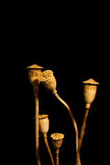 bunch of dry poppies on black background