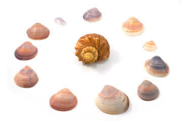 Shellfishes isolated on white background