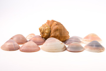 Shellfishes isolated on white background