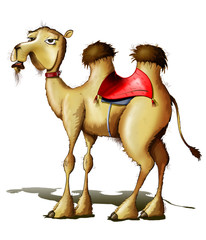 le chameau - camel, dromedary