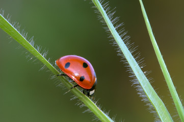 Coccinella