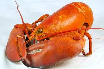 A lobster isolated
