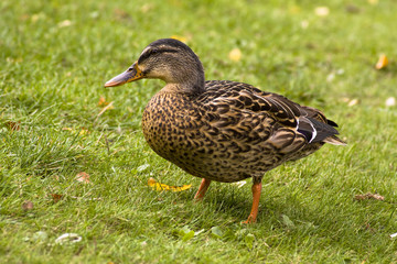 Wild Ente