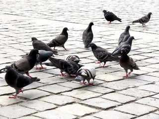 Grey pigeons on square