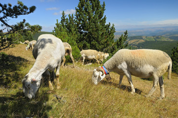 Obraz premium mouton du mont aigoual