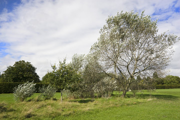 Tree with Cloud Background - Colour