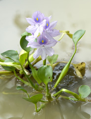 water hyacinth - eichhornia crassipes