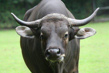 Banteng