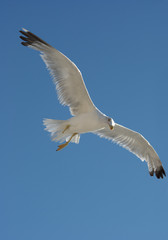 Seagull without one leg flying over blue sky