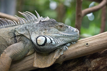 Portrait of Iguana (Zurich Zoo)