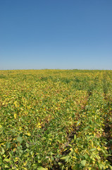 Fototapeta na wymiar Green cultivated soy field in late summer