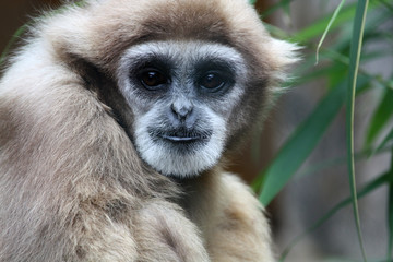 Weißhandgibbon