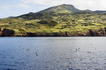 View of the cultivated landscape of Pico island, Azores