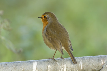 Robin