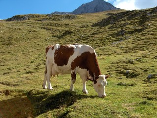Fototapeta na wymiar Livigno - krowa