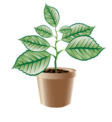 Green branch grows. Vector.