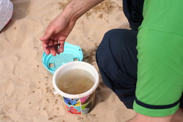 étoile de mer
