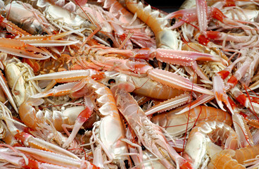 langoustine vivante