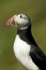 Naklejka premium Puffin watching for predatory gulls