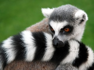 Naklejka na ściany i meble Lemur Animal