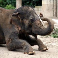 Fototapeta premium Elephant Animal