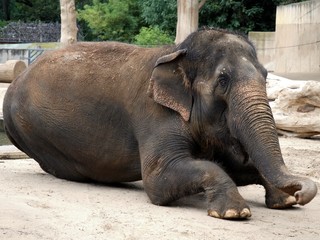 Fototapeta na wymiar Animal Elephant