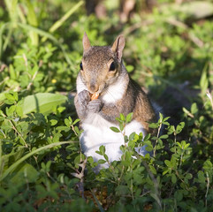 tree squirrel that's found a corn snack