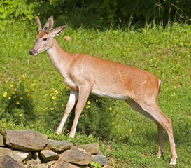 whitetail deer buck that's in broad daylight