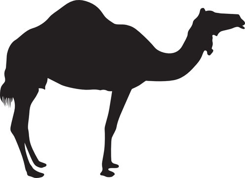 Camel Shape
