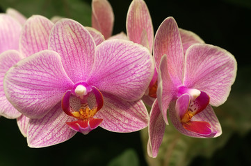Phalaenopsis