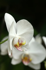 Phalaenopsis