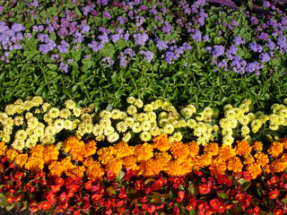 Flower background