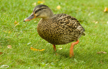 Ente