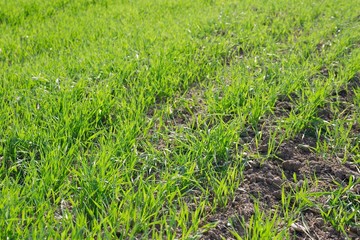Obraz premium Rows of green plants on an agricultural field