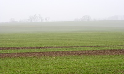 Foggy agricultural field in the countryside