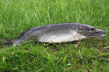 Raubfisch