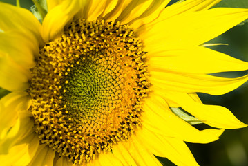 Naklejka premium tournesol 8