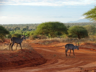 Sunrise in the savanna
