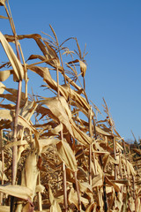 row of dry the maize's plants on background of blue sky