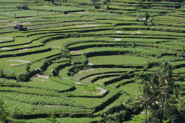 paysage de rizières en terrasse bali