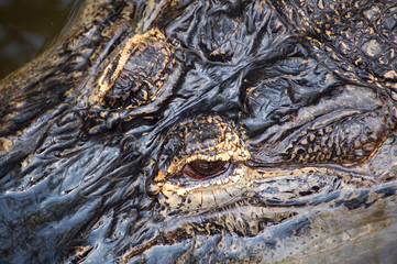 Im Angesicht des Todes