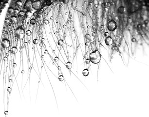 Drops on feather